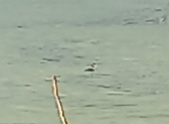 Podiceps cristatus