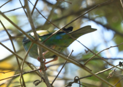 Dacnis cayana