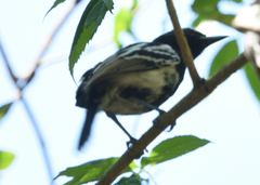 Thamnophilus melanonotus