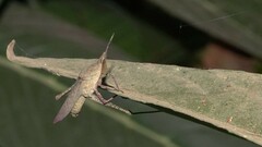 Atractomorpha similis