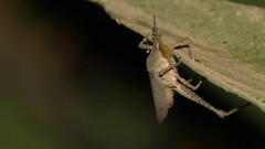 Atractomorpha similis