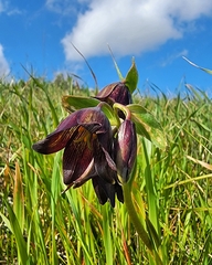 Fritillaria biflora