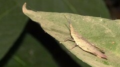 Atractomorpha similis