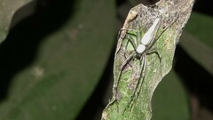 Oxyopes shweta