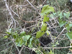 Maurandya antirrhiniflora