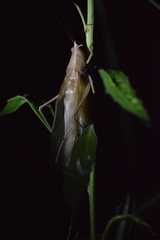 Neoconocephalus nigromaculatus
