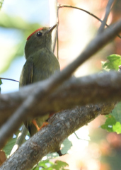 Chiroxiphia lanceolata