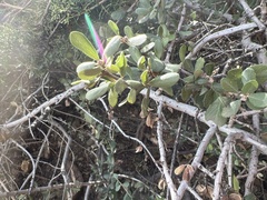 Ceanothus pauciflorus