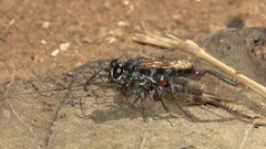 Liris subtessellatus