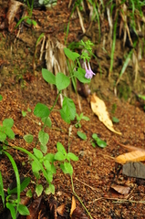 Clinopodium grandiflorum