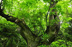 Rhododendron ponticum