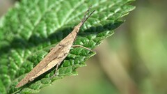 Atractomorpha similis