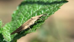 Atractomorpha similis