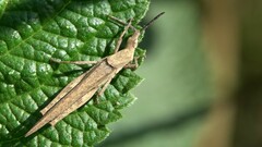 Atractomorpha similis