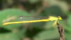 Ceriagrion coromandelianum
