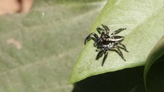 Carrhotus viduus