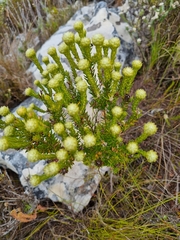 Aspalathus capitata