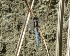 Orthetrum