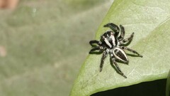 Carrhotus viduus