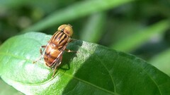 Eristalinus arvorum
