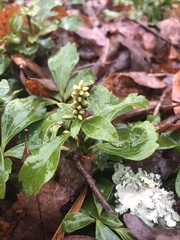 Pachysandra