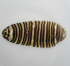 Banded Sole photo 2