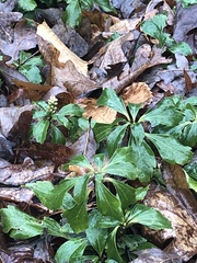 Pachysandra
