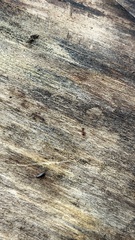 Tetramorium immigrans