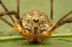 Lacinius dentiger