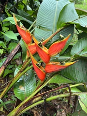 Heliconia stricta