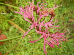 Nerine