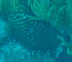 Pseudodiploria clivosa