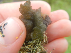 Leptogium phyllocarpum