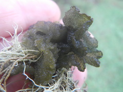 Leptogium phyllocarpum