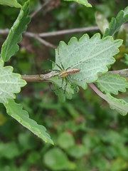 Peucetia flava