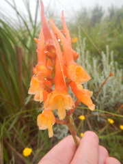 Disa porrecta