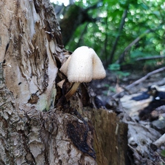 Volvariella bombycina