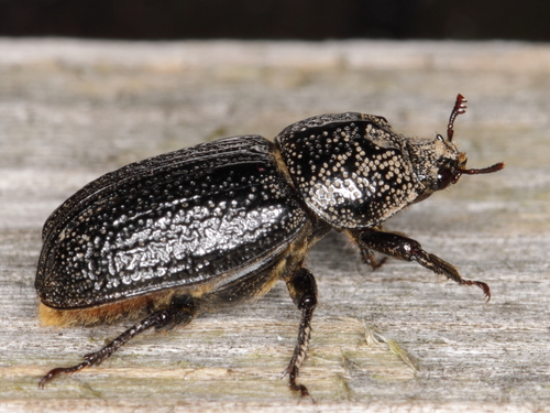 Rhinoceros Beetle
