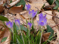 Crocus tommasinianus