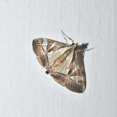 Agrioglypta itysalis