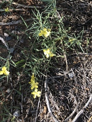 Talinum polygaloides