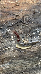 Lithobiomorpha