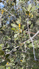 Quercus cornelius-mulleri