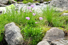 Primula auriculata