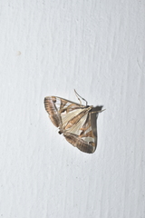 Agrioglypta itysalis