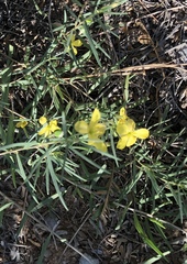 Talinum polygaloides