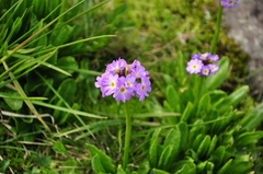Primula auriculata