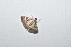 Agrioglypta itysalis