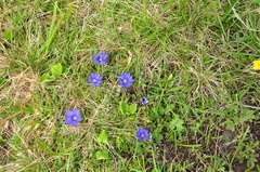 Gentiana dshimilensis