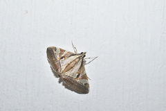 Agrioglypta itysalis